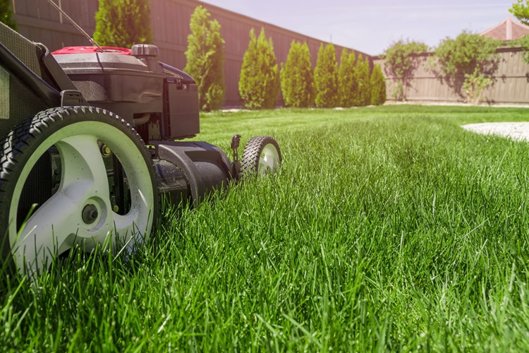 Green and Clean: Spotlight on Top Lawn Maintenance Services